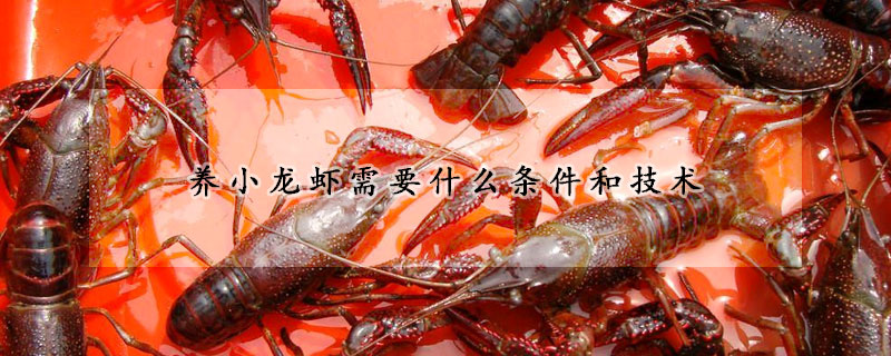 养小龙虾需要什么条件和技术 养小龙虾需要什么条件和技术
