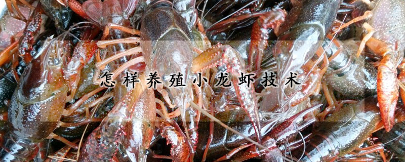 小龙虾养殖技术(小龙虾养殖技术经验)