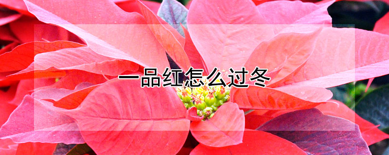一品红如何过冬(一品红怎么过冬养殖方法)