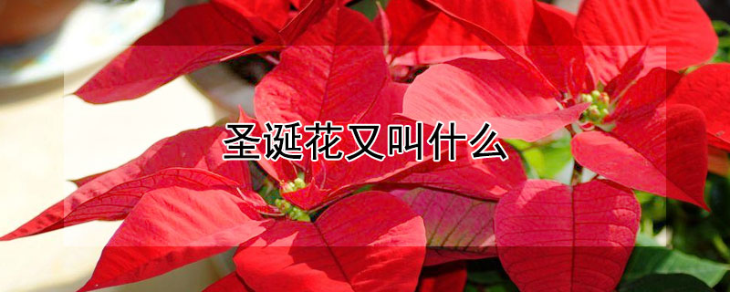 圣诞花又叫什么 圣诞花又叫什么