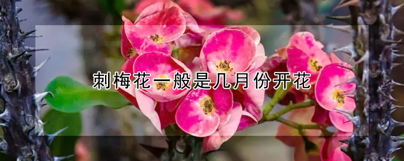 刺梅花一般是几月份开花 刺梅花一般是几月份开花