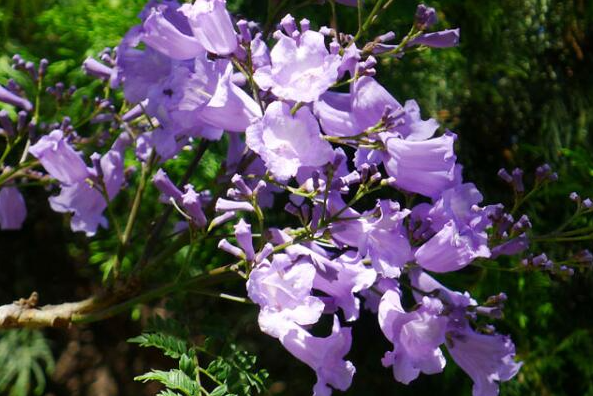 蓝花楹的花语是什么? 蓝花楹的花语是什么?