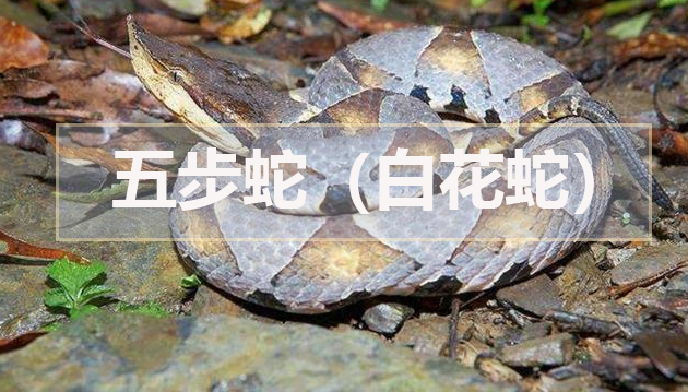 五步蛇(白花蛇) 五步蛇(白花蛇)