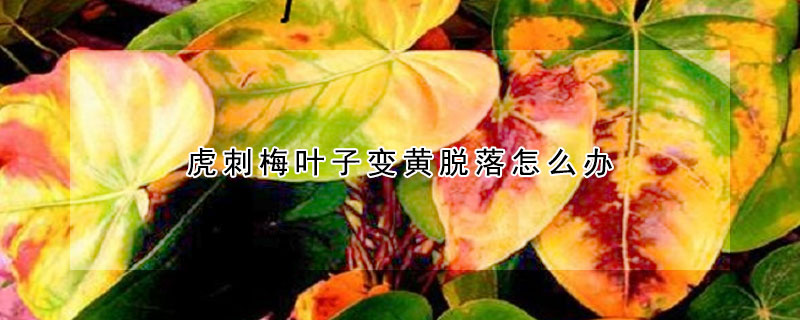 虎刺梅叶子变黄脱落怎么办(虎刺梅叶子变黄脱落怎么办啊)