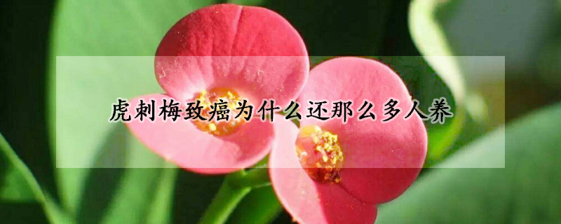 虎刺梅致癌为什么还那么多人养(虎刺梅致癌不能养吗)