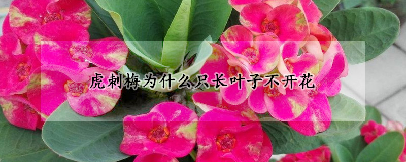虎刺梅为什么只长叶子不开花 虎刺梅为什么只长叶子不开花