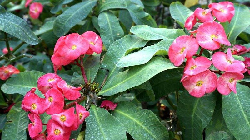 大叶虎刺梅有毒吗(大叶虎刺梅花有毒吗)
