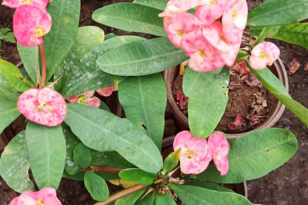 大叶虎刺梅有毒吗 大叶虎刺梅有毒吗