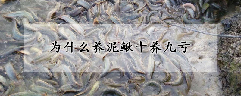 为什么养泥鳅十养九亏(养泥鳅最怕的是什么)