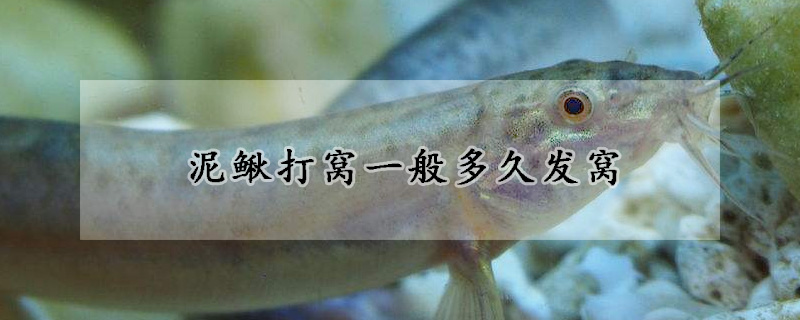 泥鳅打窝一般多久发窝(泥鳅打窝打多远)